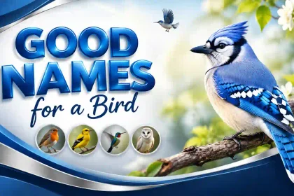 good names for a bird