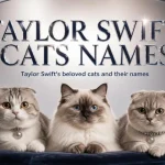 Taylor Swift cats names,