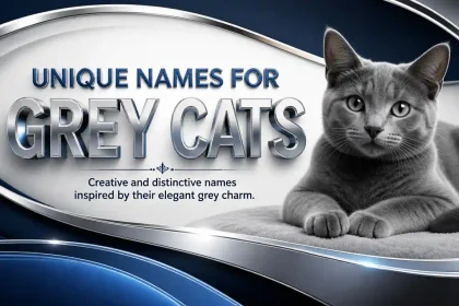 unique names for grey cats